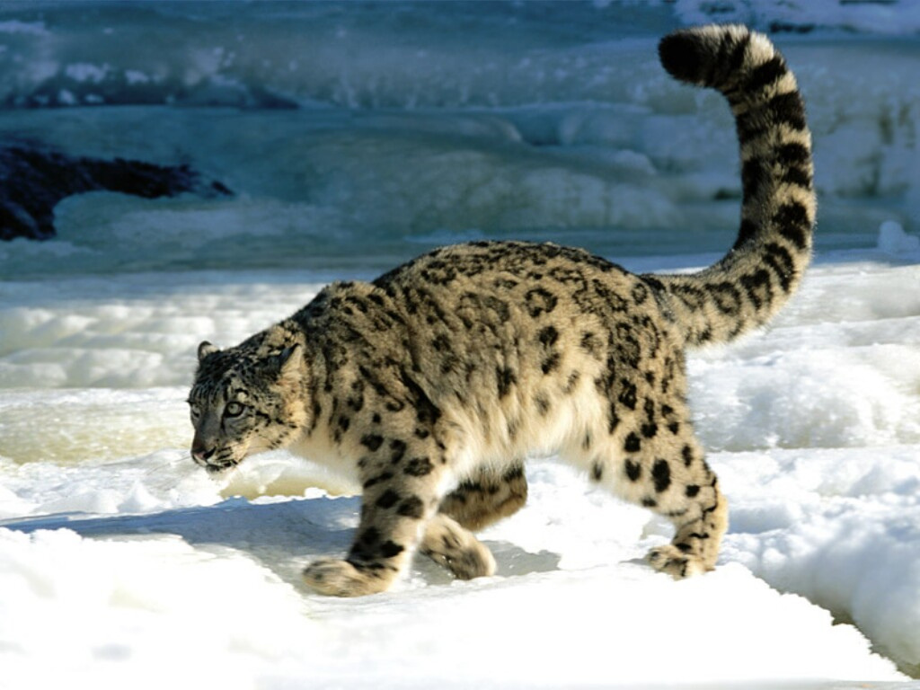 reproduction and young - snow leopards
